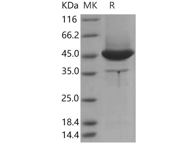 > 80 % as determined by reducing SDS-PAGE.