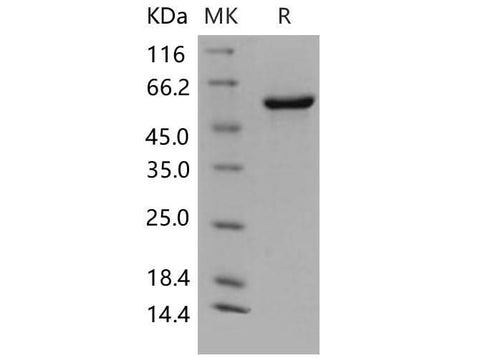 > 95 % as determined by reducing SDS-PAGE.
