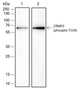 Anti-Rat Phospho-CRMP2 (Thr514) Antibody [A793] - ABMIUM