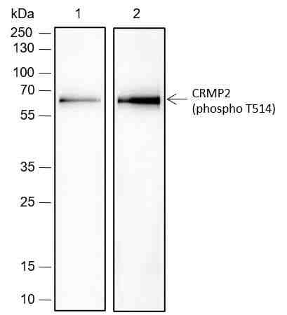 Anti-Rat Phospho-CRMP2 (Thr514) Antibody [A793]