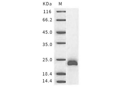 > 95 % as determined by reducing SDS-PAGE.