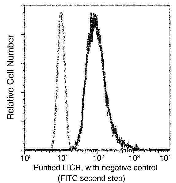 Anti-Human ITCH Antibody [A912] - ABMIUM