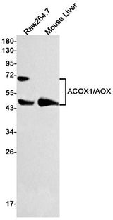 Western blot detection of ACOX1/AOX in Raw264.7,Mouse Liver cell lysates using ACOX1/AOX Rabbit mAb(1:500 diluted).Predicted band size:74kDa.Observed band size:74,48kDa.