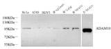 Western Blot analysis of various samples using CD156c Polyclonal Antibody at dilution of 1:600.