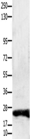 Anti-Human/Mouse/Rat CLDN1 Antibody - ABMIUM
