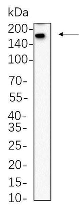 Anti-Human SALL4 Antibody [B737]