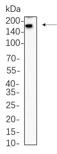 Anti-Human SALL4 Antibody [B737] - ABMIUM