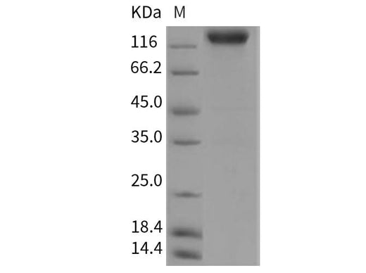 > 95 % as determined by reducing SDS-PAGE.