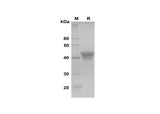 SDS-PAGE analysis of Human ApoA4 proteins, 2 μg/lane of Recombinant Human ApoA4 proteins was resolved with SDS-PAGE under reducing conditions, showing bands at 45 kDa.