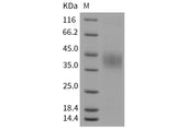 > 96 % as determined by reducing SDS-PAGE.