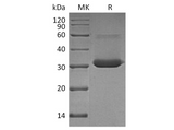 Recombinant Human IgG4-Fc Protein (aa 104-327, Leu325Pro) - ABMIUM