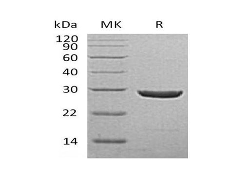 > 95 % as determined by reducing SDS-PAGE.