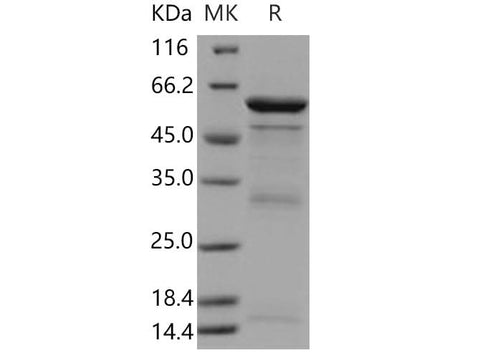> 78 % as determined by reducing SDS-PAGE.