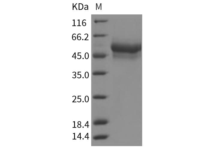 > 90 % as determined by reducing SDS-PAGE.