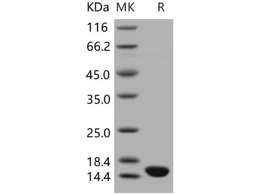 > 97 % as determined by reducing SDS-PAGE.