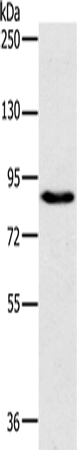 Anti-Human/Mouse PLEKHG6 Antibody - ABMIUM