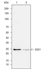 Anti-Human EID1 Antibody [A753]