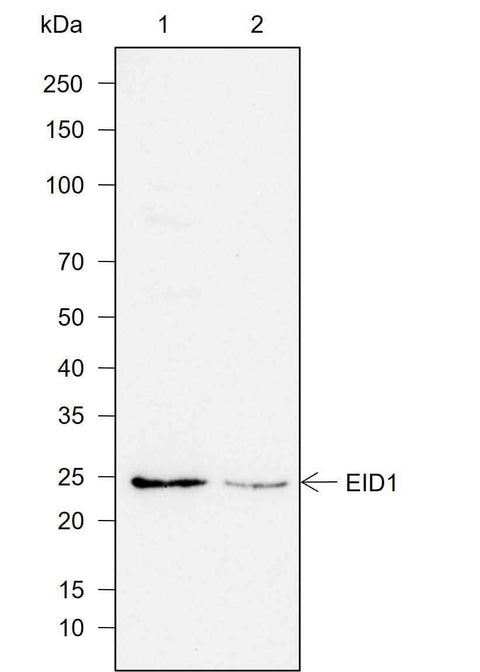 Anti-Human EID1 Antibody [A753] - ABMIUM