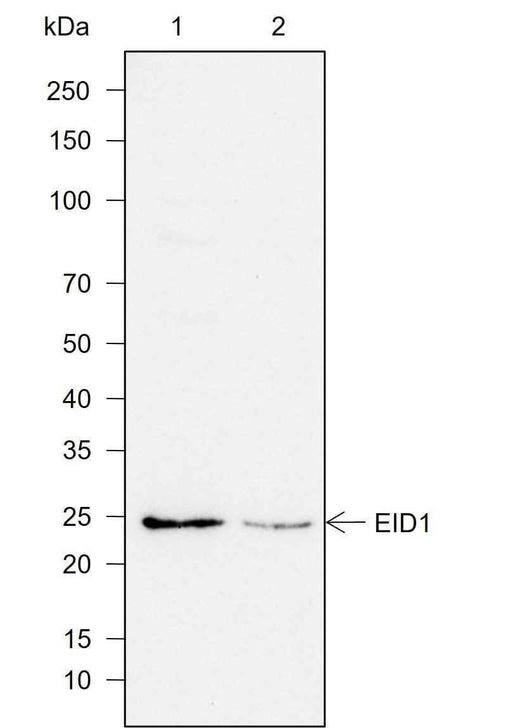 Anti-Human EID1 Antibody [A753] - ABMIUM