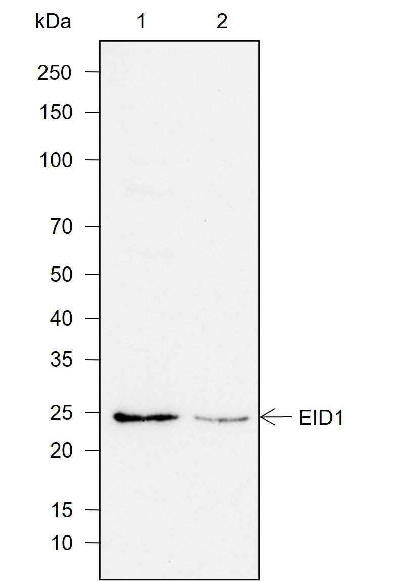 Anti-Human EID1 Antibody [A753]
