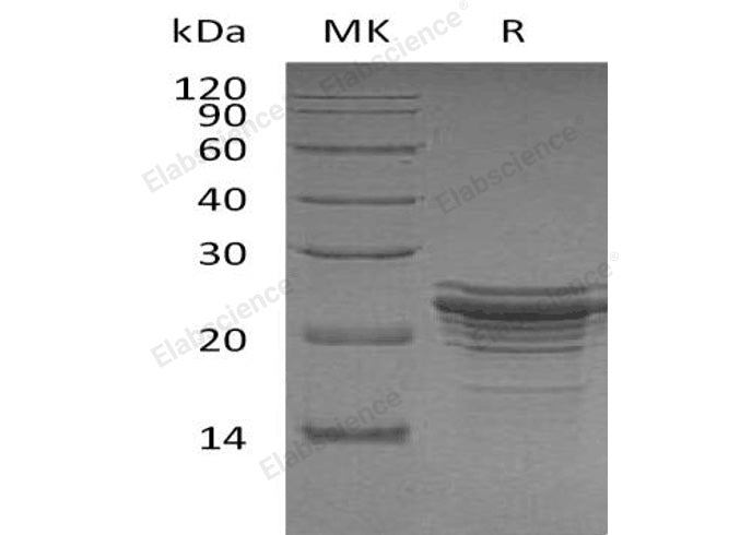 > 98 % as determined by reducing SDS-PAGE.