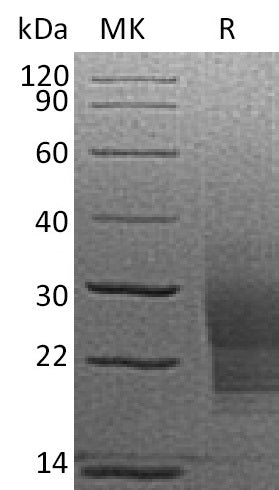 Recombinant Mouse SCF/c-Kit Ligand Protein (His Tag) - ABMIUM