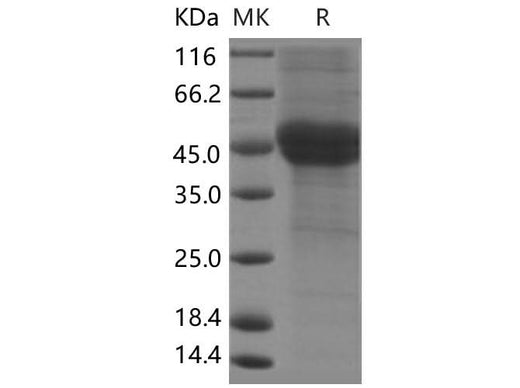 > 85 % as determined by reducing SDS-PAGE.
