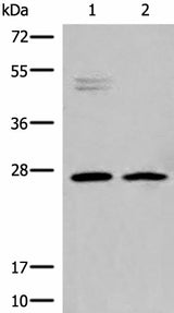 Western blot analysis of K562 and Jurkat cell lysates using HLA-DMB Polyclonal Antibody at dilution of 1:550