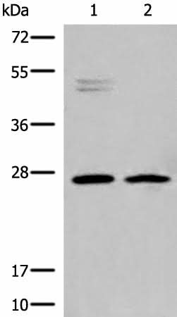 Western blot analysis of K562 and Jurkat cell lysates using HLA-DMB Polyclonal Antibody at dilution of 1:550