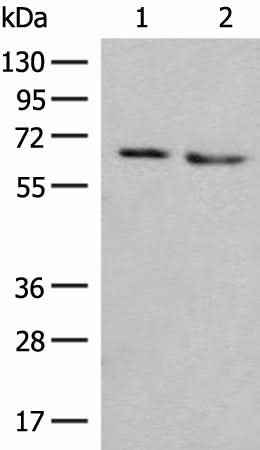 Anti-Human/Mouse NARS Antibody