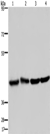 Anti-Human/Mouse DRG1 Antibody - ABMIUM