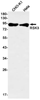 Western blot detection of RSK3 in CHO-K1,Hela cell lysates using RSK3 Rabbit mAb(1:1000 diluted).Predicted band size:83kDa.Observed band size:83kDa.