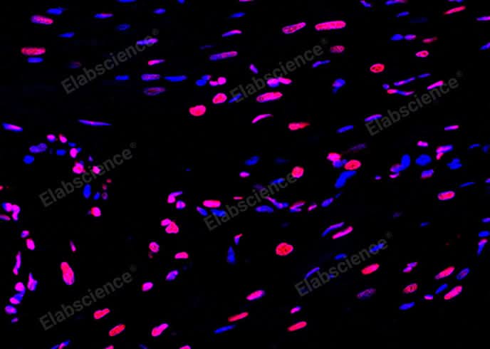 Paraffin embedded rat heart was treated with DNase I to fragment the DNA. DNA strand breaks showed intense fluorescent staining in DNase I treated sample (red). The cells were counterstained with DAPI (blue).This photo was taken by confocal microscope.