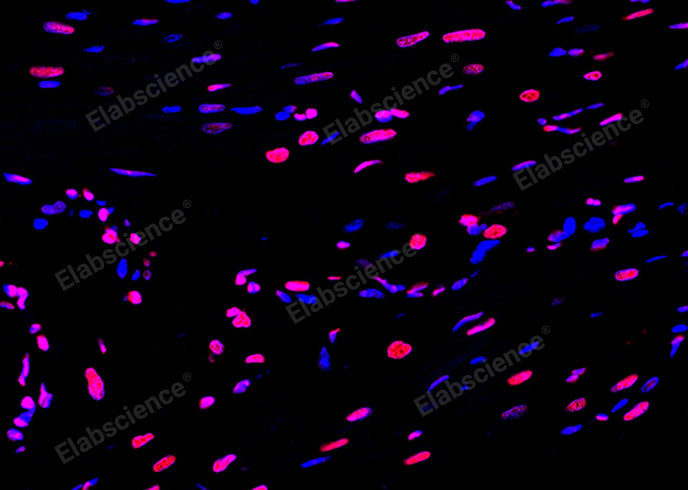 Paraffin embedded rat heart was treated with DNase I to fragment the DNA. DNA strand breaks showed intense fluorescent staining in DNase I treated sample (red). The cells were counterstained with DAPI (blue).This photo was taken by confocal microscope.