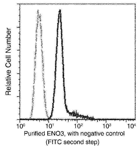 Anti-Human ENO3 Antibody [A889] - ABMIUM
