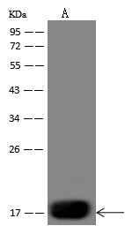 Anti-Mouse LY75 Antibody [B228] - ABMIUM
