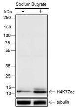 Anti-Human/Rat/Mouse Histone H4 (Acetyl Lys77) Antibody [A103]