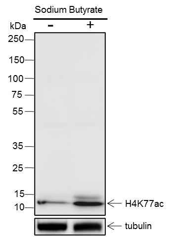 Anti-Human/Rat/Mouse Histone H4 (Acetyl Lys77) Antibody [A103]
