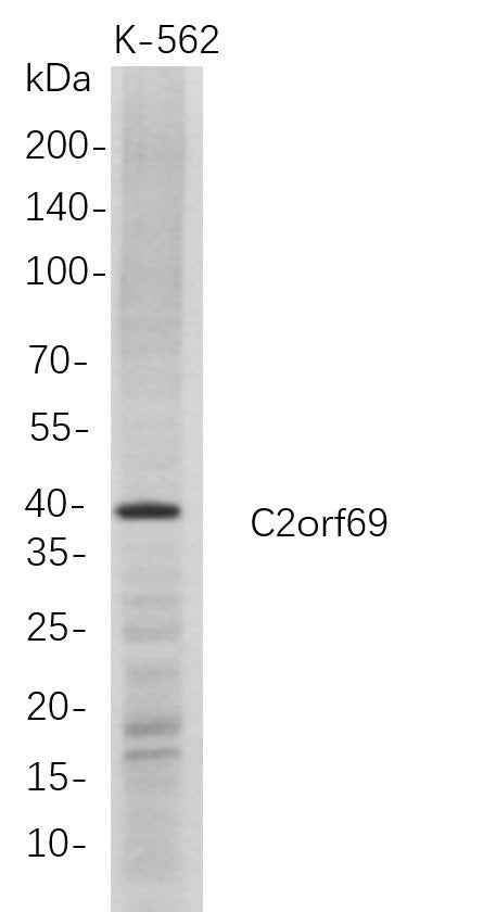 Anti-Human C2orf69 Antibody [B687] - ABMIUM