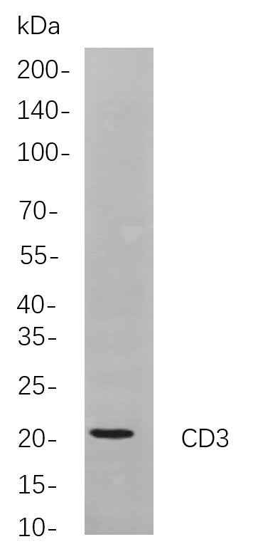Anti-Human/Mouse/Rat CD3 Antibody [B784] - ABMIUM