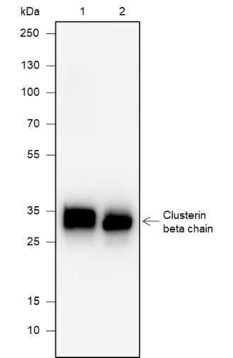 Anti-Rat/Mouse Clusterin beta Chain Antibody [A616]