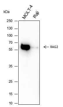 Anti-Human/Mouse RAG2 Antibody [A350] - ABMIUM