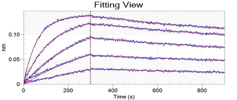 SARS-CoV-2 Coronavirus spike Protein 33245,Loaded ACE2 Protein, Human, Recombinant (mFc Tag) (Cat. No. PKSH031870) on AMC Biosensor, can bind SARS-CoV-2 (2019-nCoV) Spike RBD(N501Y)-His Recombinant Protein(Cat: PKSV030352) with an affinity constant of 0.827 nM as determined by Octet RED96e system.