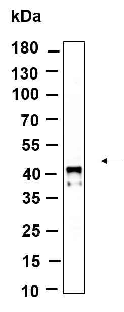 Anti-Human/Mouse/Rat IκB-α Antibody [B941] - ABMIUM