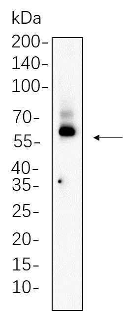 Anti-Human/Rat TCF7 Antibody [B635] - ABMIUM