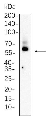 Anti-Human/Rat TCF7 Antibody [B635]
