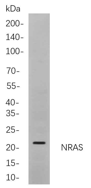 Anti-Human/Mouse/Rat NRAS Antibody [B720] - ABMIUM