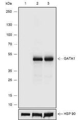 Anti-Human GATA1 Antibody [A644]