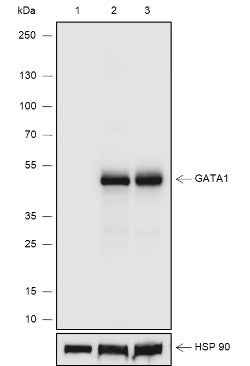 Anti-Human GATA1 Antibody [A644] - ABMIUM