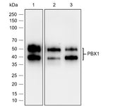 Anti-Human/Rat/Mouse PBX1 Antibody [A777] - ABMIUM